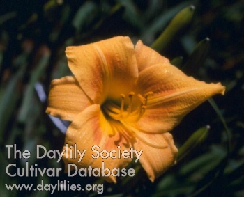 Daylily Bethel's Baby